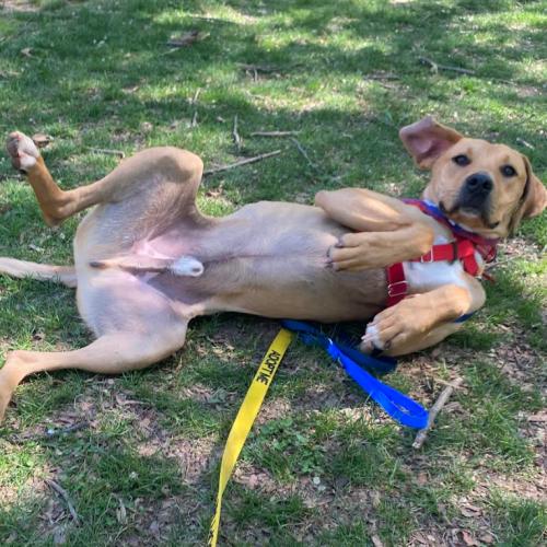 Enlarge Tatum, a Adoptable mixed breed in Washington DC, DC image 3/5