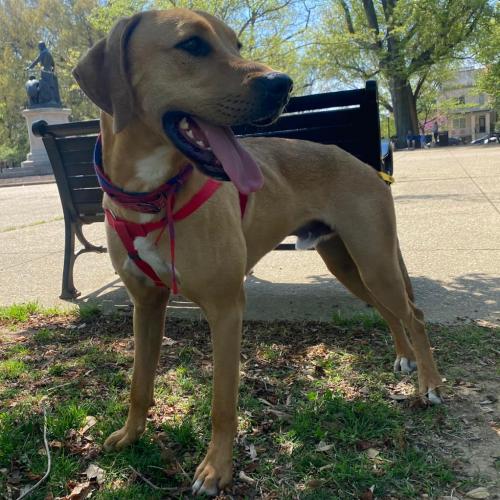 Tatum, Adoptable, Young Male Hound & Mixed Breed.