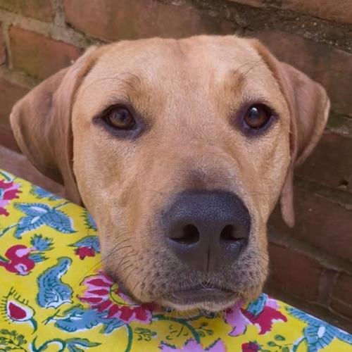 Enlarge Tatum, a Adoptable mixed breed in Washington DC, DC image 2/5