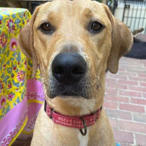Enlarge Tatum, a Adoptable mixed breed in Washington DC, DC image 3/5