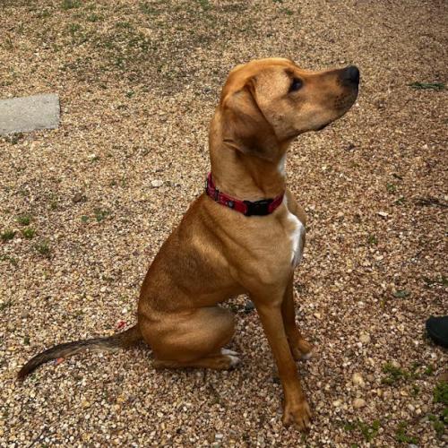 Enlarge Tatum, a Adoptable mixed breed in Washington DC, DC image 4/6