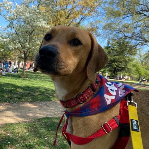 Enlarge Tatum, a Adoptable mixed breed in Washington DC, DC image 4/5