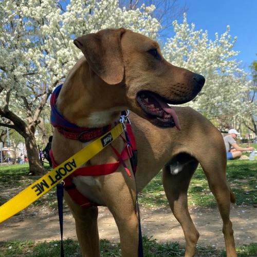 Enlarge Tatum, a Adoptable mixed breed in Washington DC, DC image 5/5