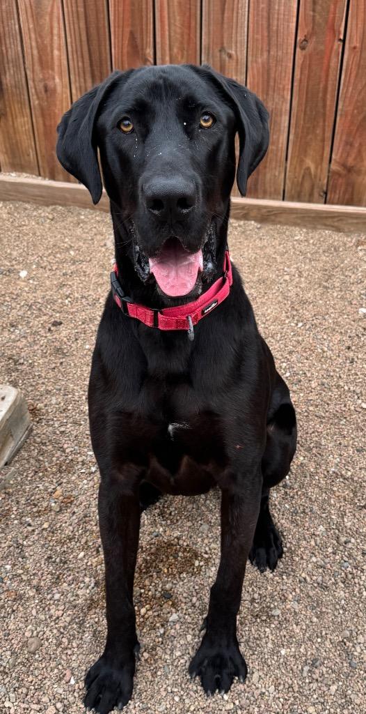 Krackle, Adoptable, Young Male Great Dane & Labrador Retriever.