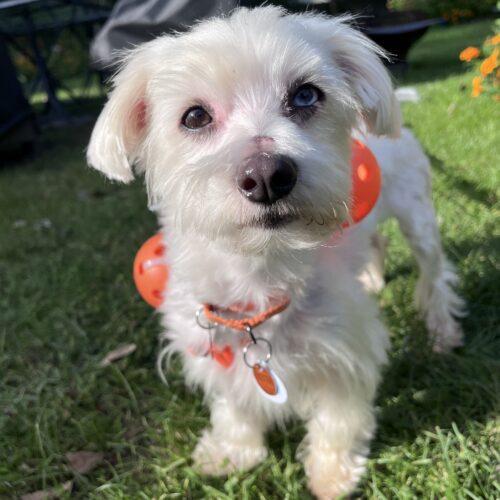 Enlarge Rhomulus, a Adoptable mixed breed in Lincolnshire, IL image 1/3