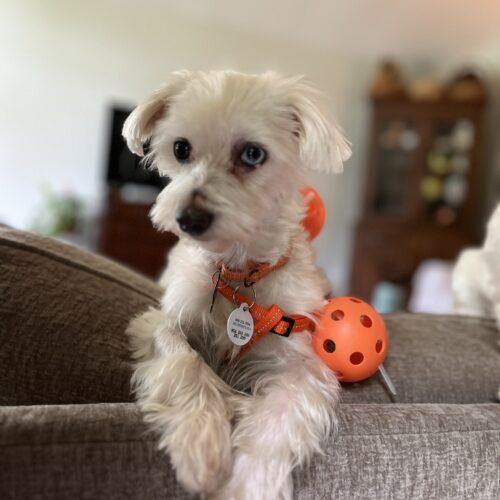 Enlarge Rhomulus, a Adoptable mixed breed in Lincolnshire, IL image 2/3
