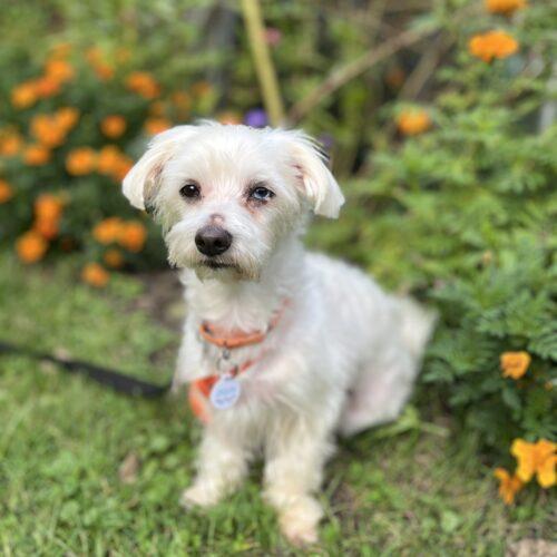 Enlarge Rhomulus, a Adoptable mixed breed in Lincolnshire, IL image 3/3