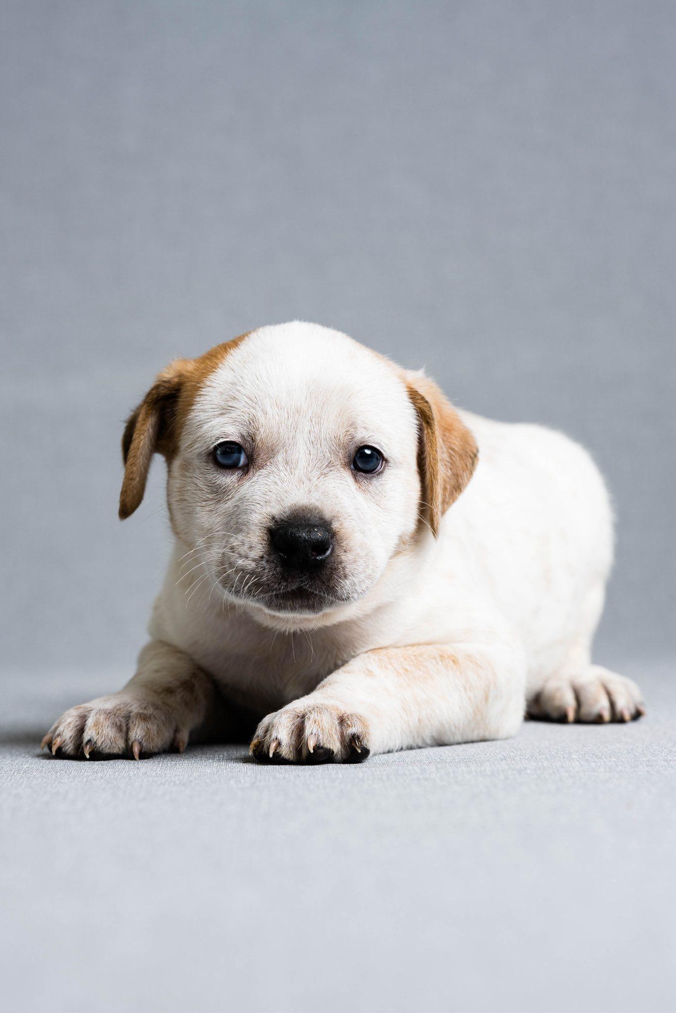 Timber, adopted, Puppy Male Mixed Breed.