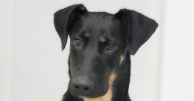 Enlarge Ashley #2368, a Adoptable Doberman Pinscher in Studio City, CA image 1/4