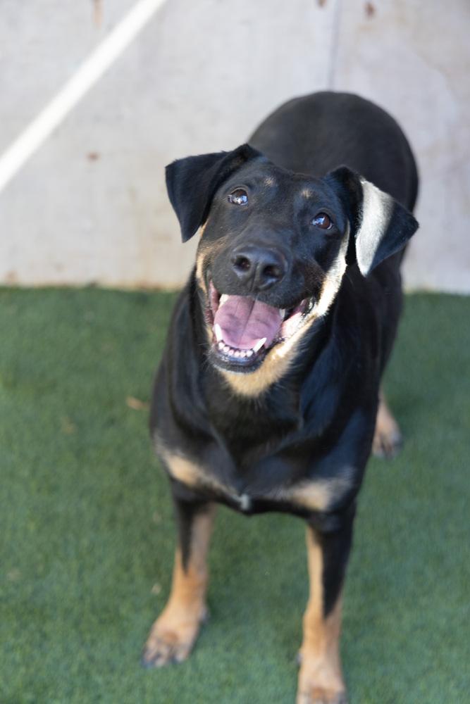 Enlarge Ashley #2368, a Adoptable Doberman Pinscher in Studio City, CA image 2/4