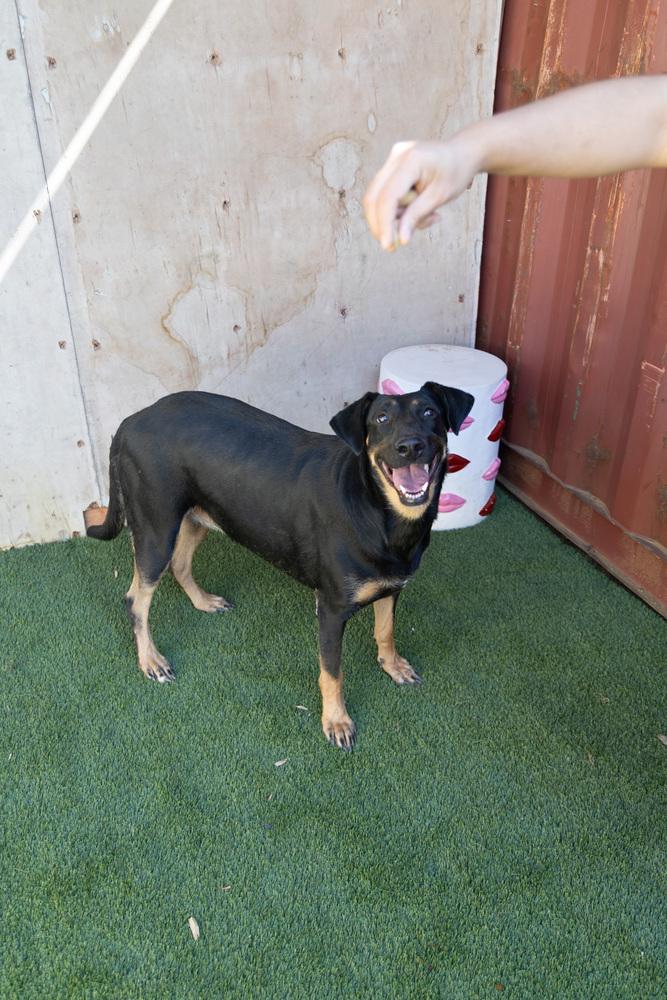 Enlarge Ashley #2368, a Adoptable Doberman Pinscher in Studio City, CA image 3/4