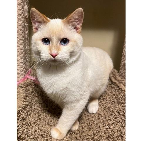 Victini, ADOPTABLE, Kitten Male Siamese.