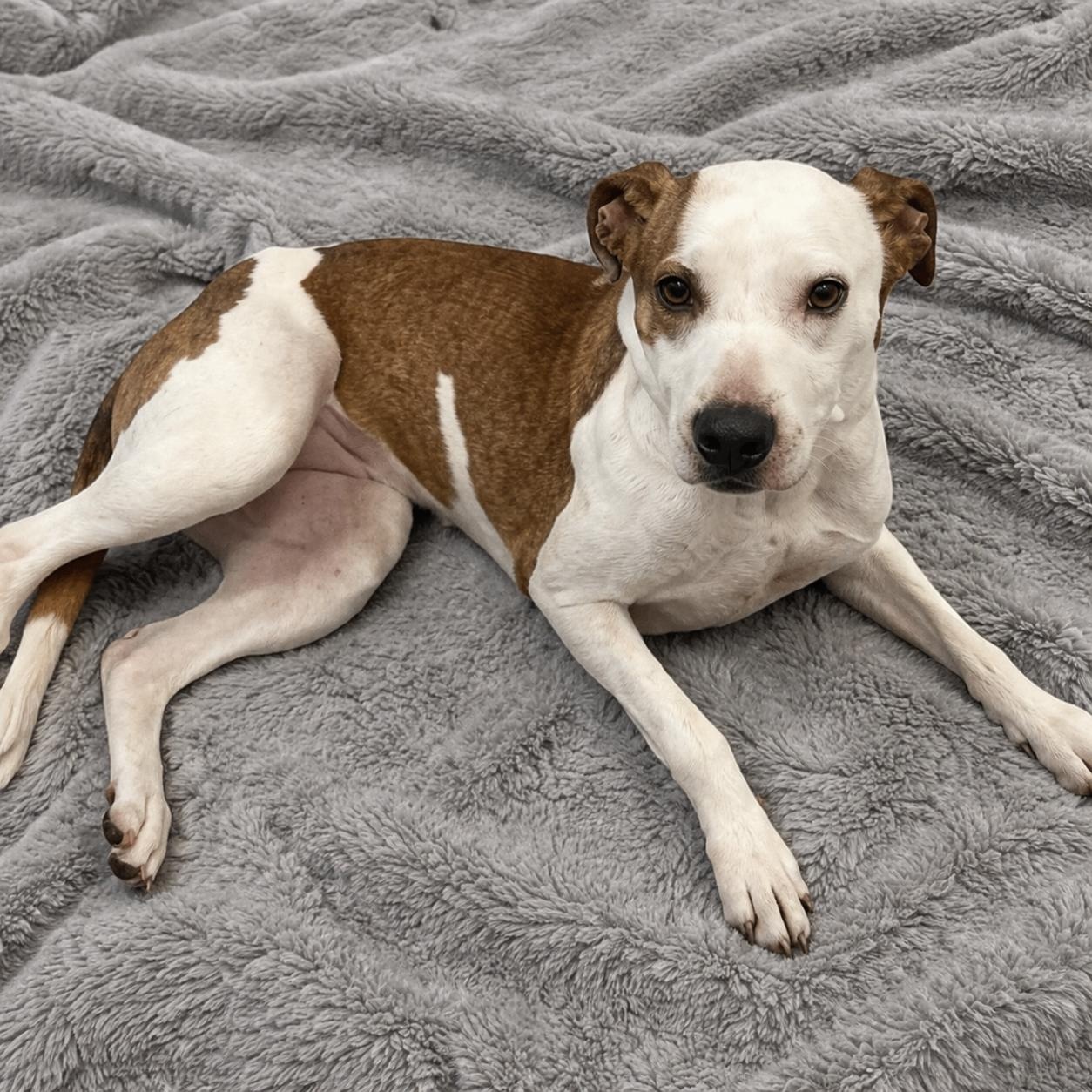 Cleo, ADOPTABLE, Adult Female Pit Bull Terrier & Mixed Breed.