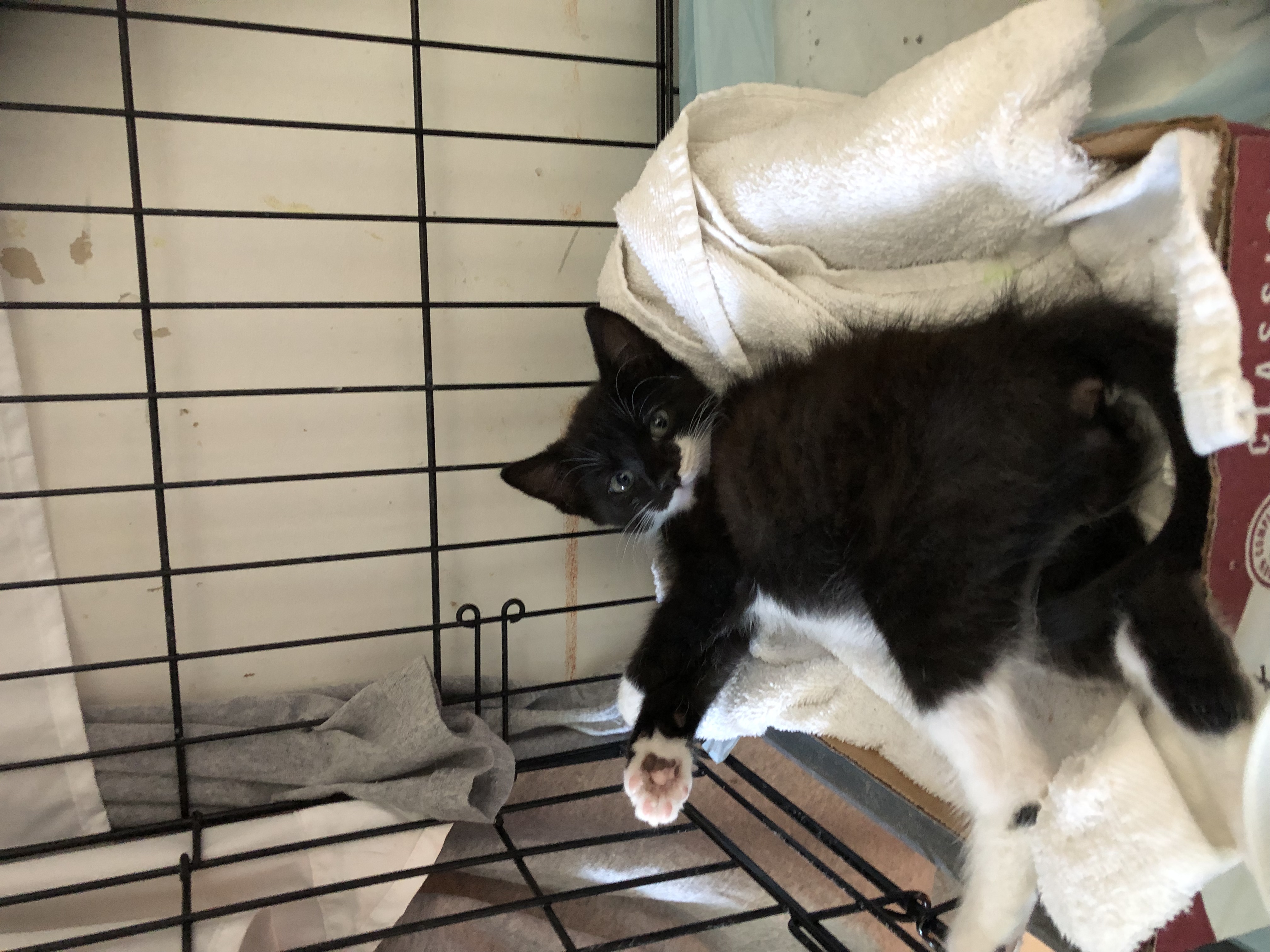 Enlarge Murphy, a Adopted Domestic Short Hair in Middlesex, NJ image 4/5