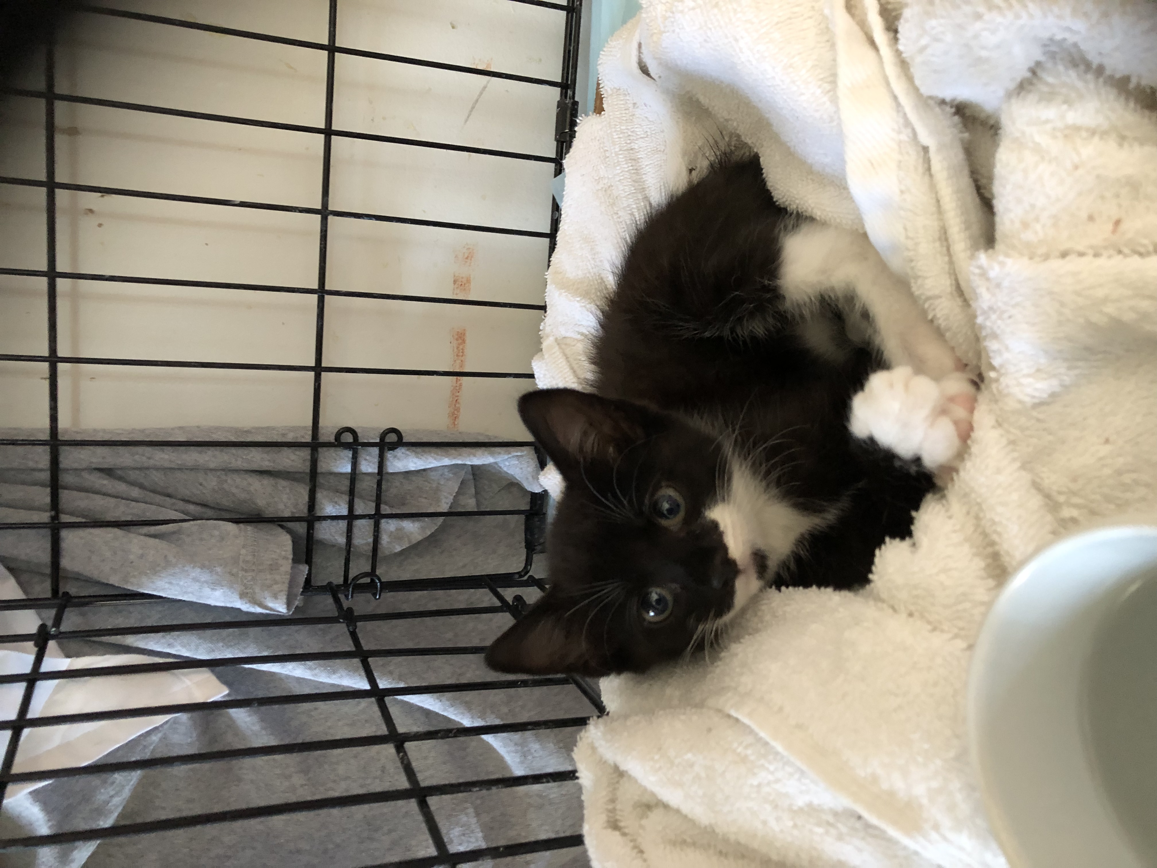 Enlarge Murphy, a Adopted Domestic Short Hair in Middlesex, NJ image 5/5