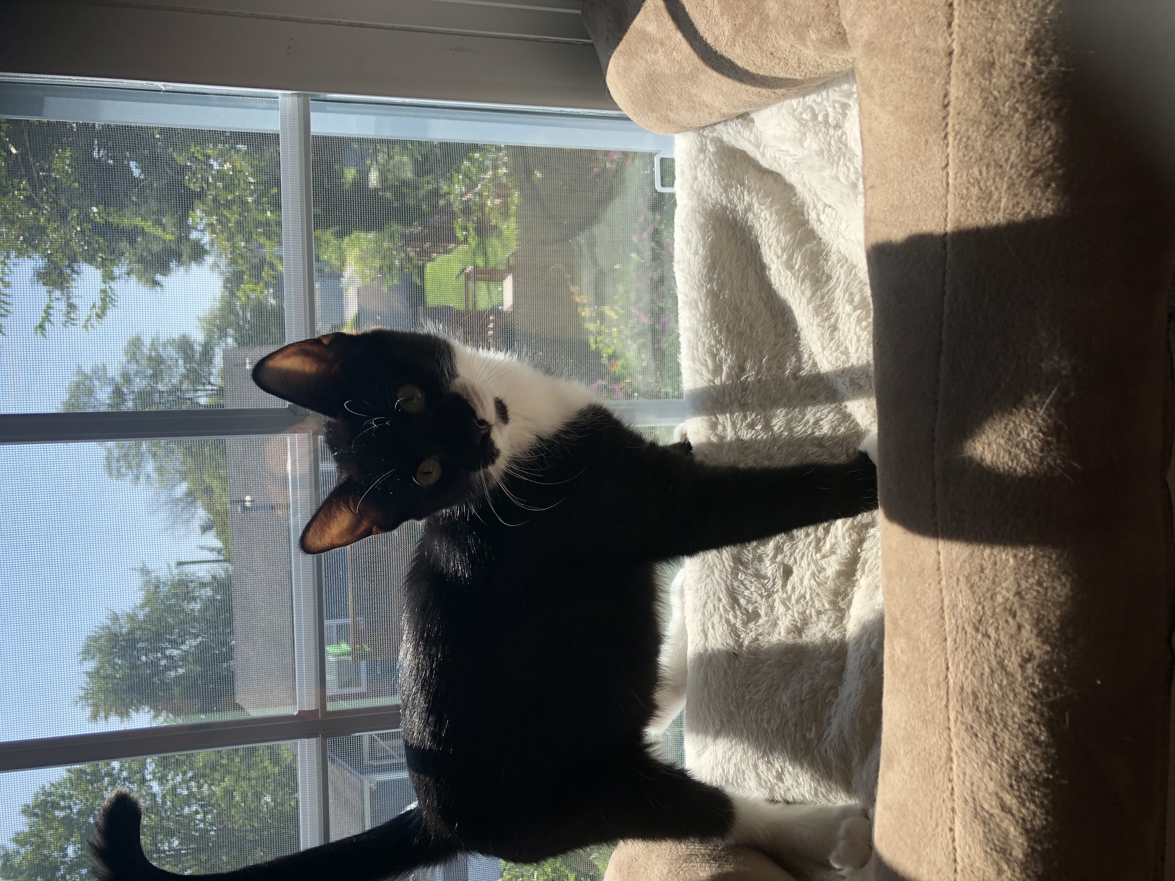 Enlarge Murphy, a Adopted Domestic Short Hair in Middlesex, NJ image 1/5