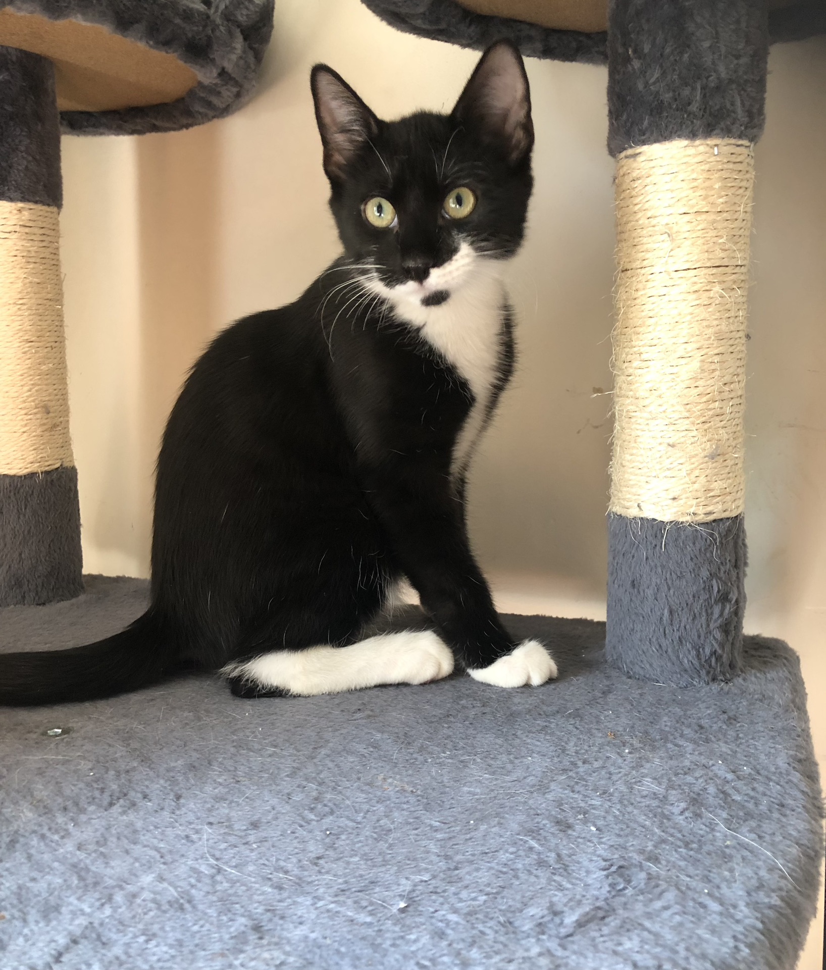 Enlarge Murphy, a Adopted Domestic Short Hair in Middlesex, NJ image 2/5