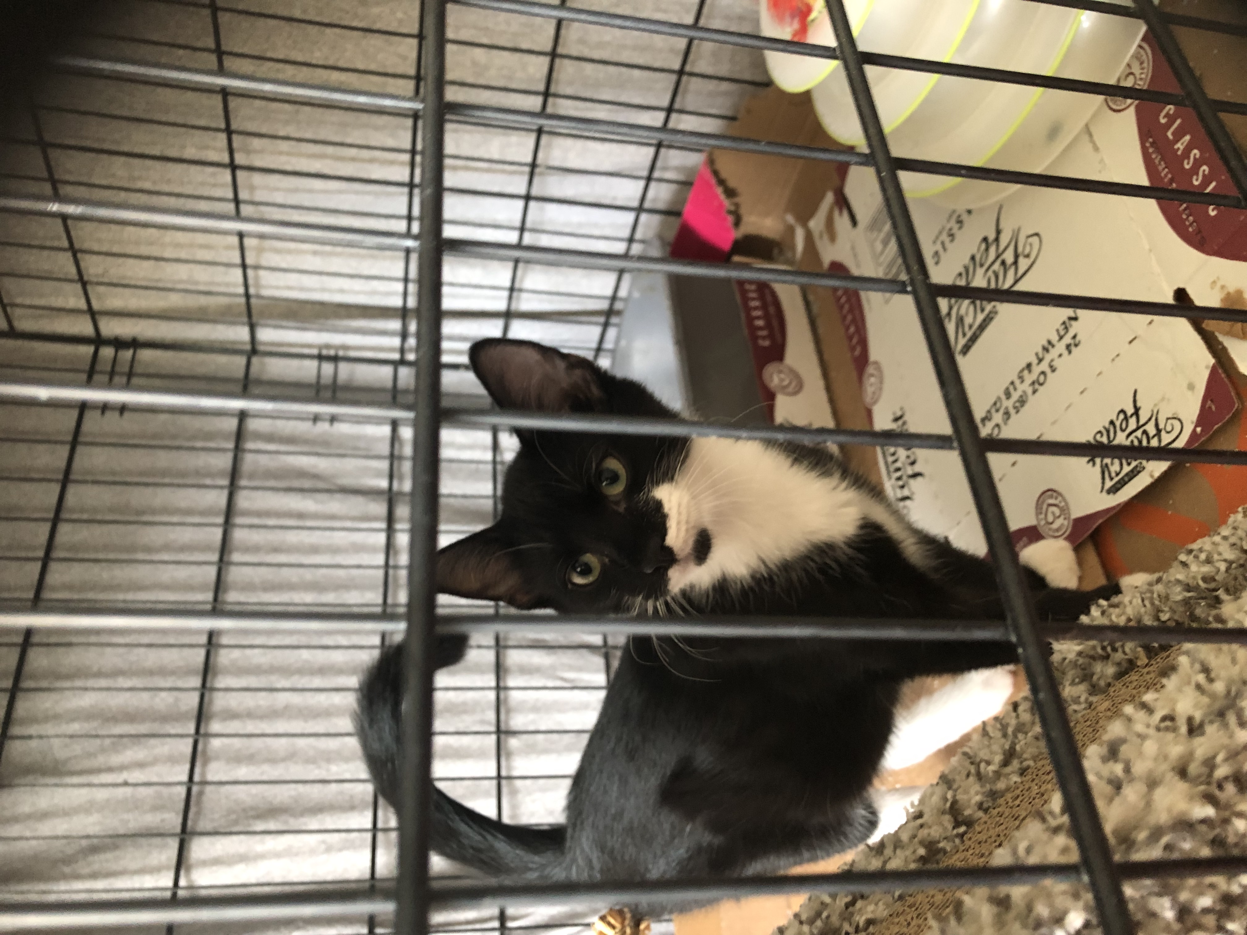 Enlarge Murphy, a Adopted Domestic Short Hair in Middlesex, NJ image 3/5