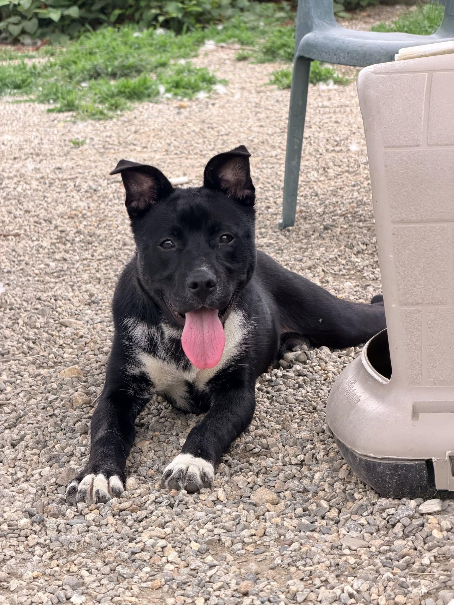 Enlarge Ozzy, a Adoptable Mixed Breed in Old Lyme, CT image 2/2