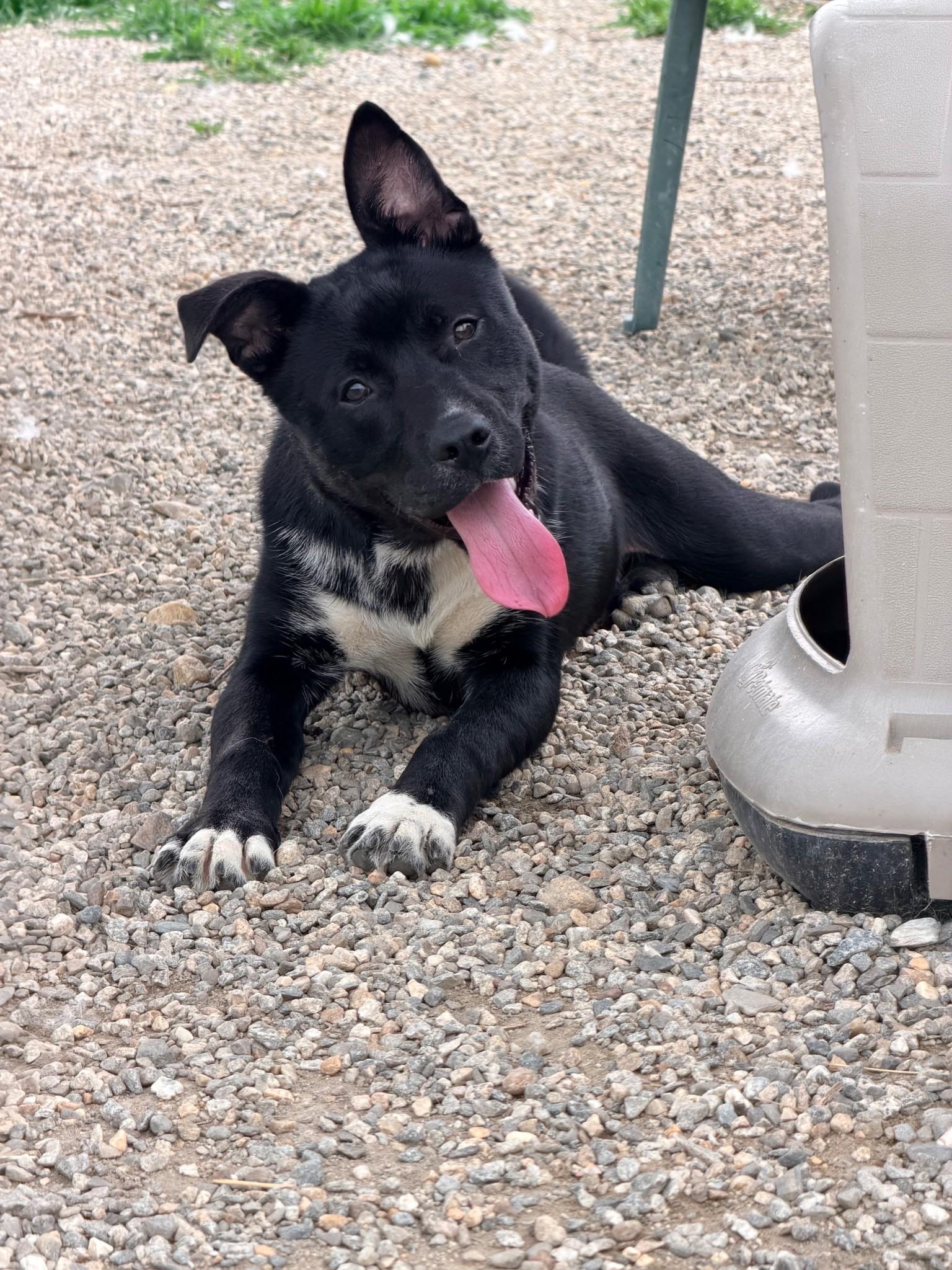 Ozzy, Adoptable, Young Male Mixed Breed.