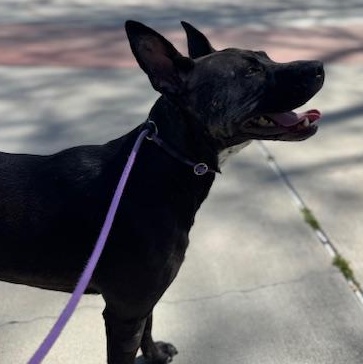 Chicken, Adult Female Cattle Dog