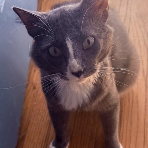 Enlarge Anthony, a Adoptable mixed breed in Woodbridge, VA image 1/1