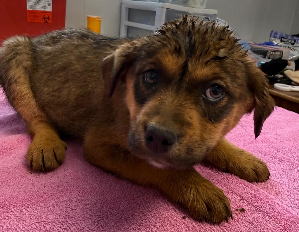 Kevin, Adoptable, Puppy Male Corgi & Shepherd.