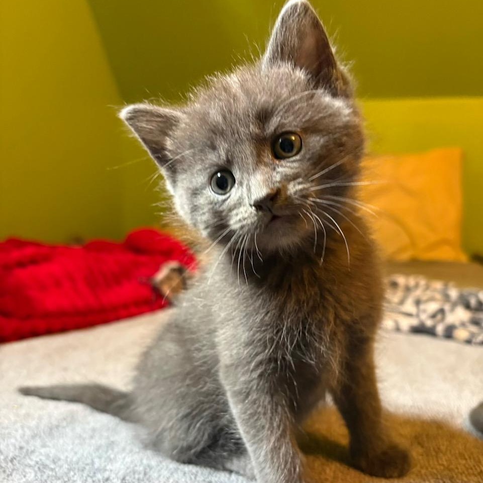 Sam, ADOPTABLE, Kitten Male Domestic Short Hair.