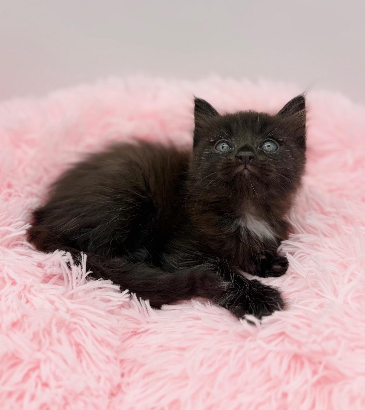 Evergreen, an adopted Maine Coon in Covington, LA image 5/6