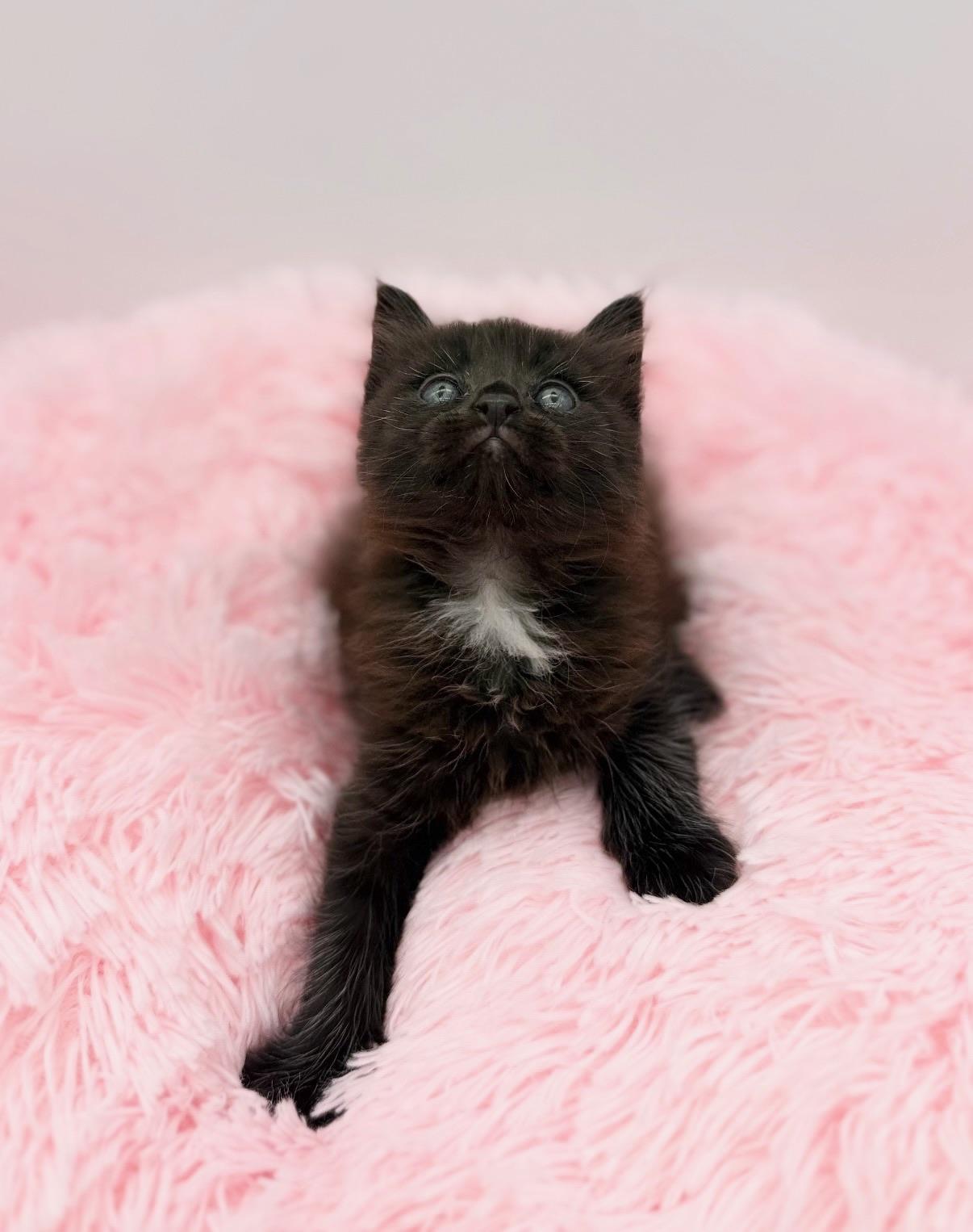 Evergreen, an adopted Maine Coon in Covington, LA image 3/6