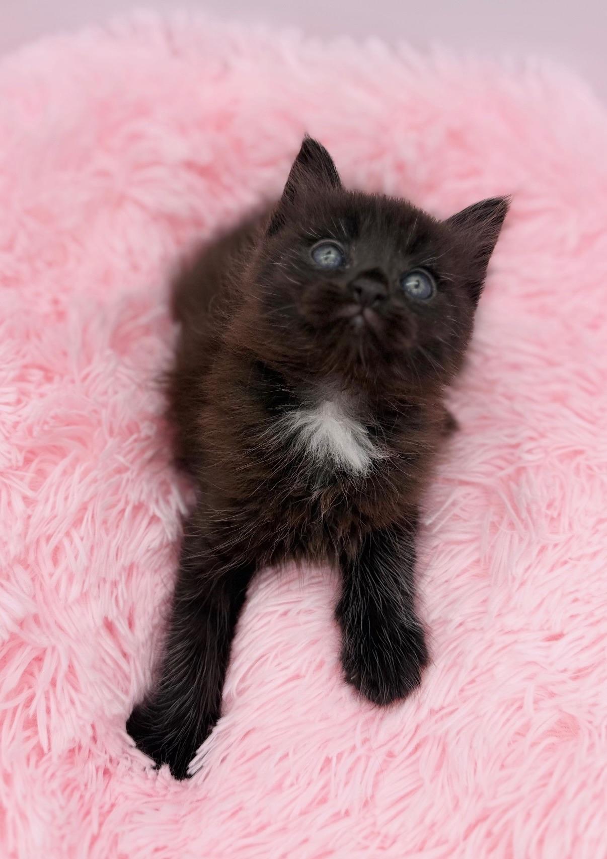 Evergreen, adopted, Kitten Male Maine Coon.