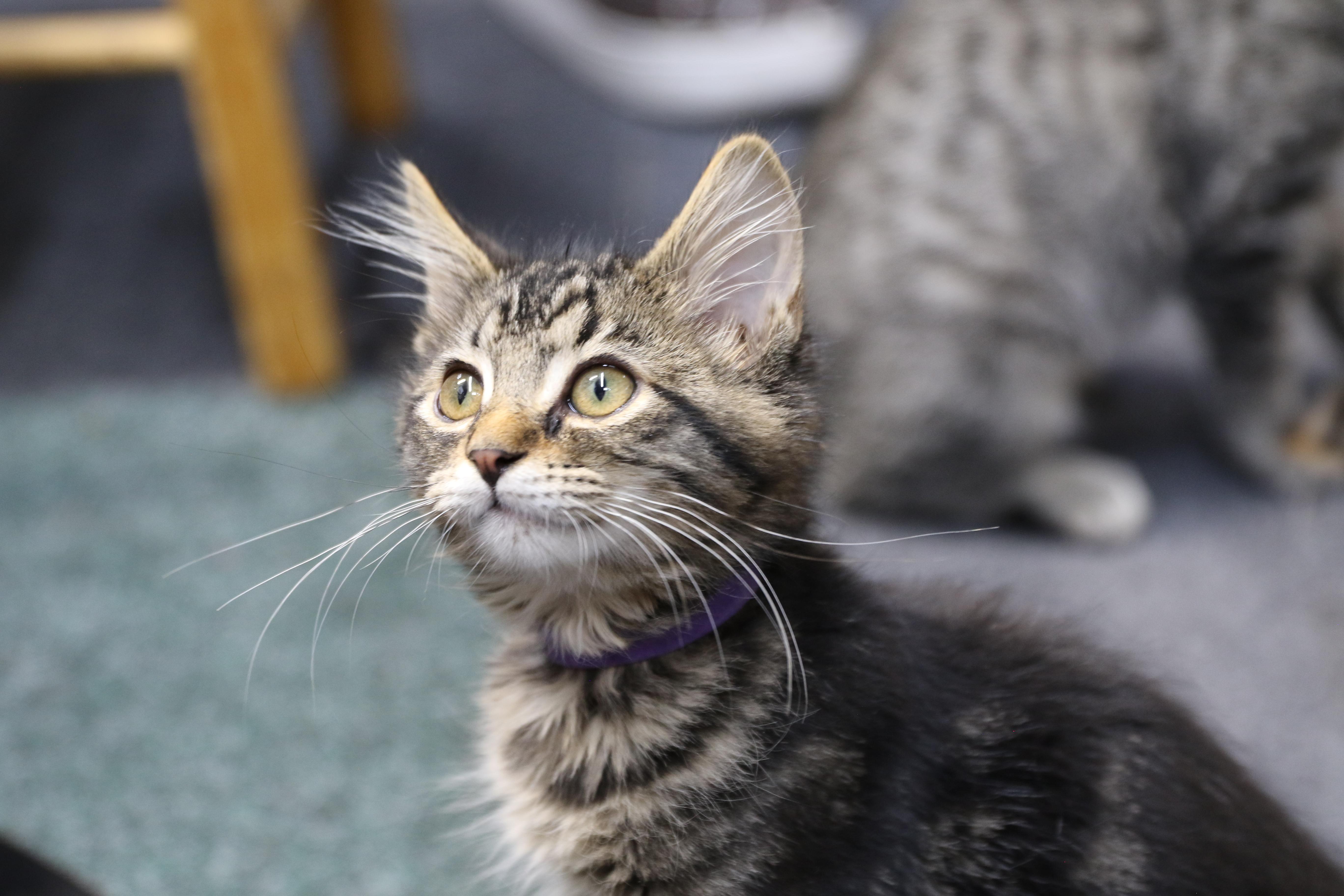 Shippo, ADOPTABLE, Young Male Maine Coon & Tabby.