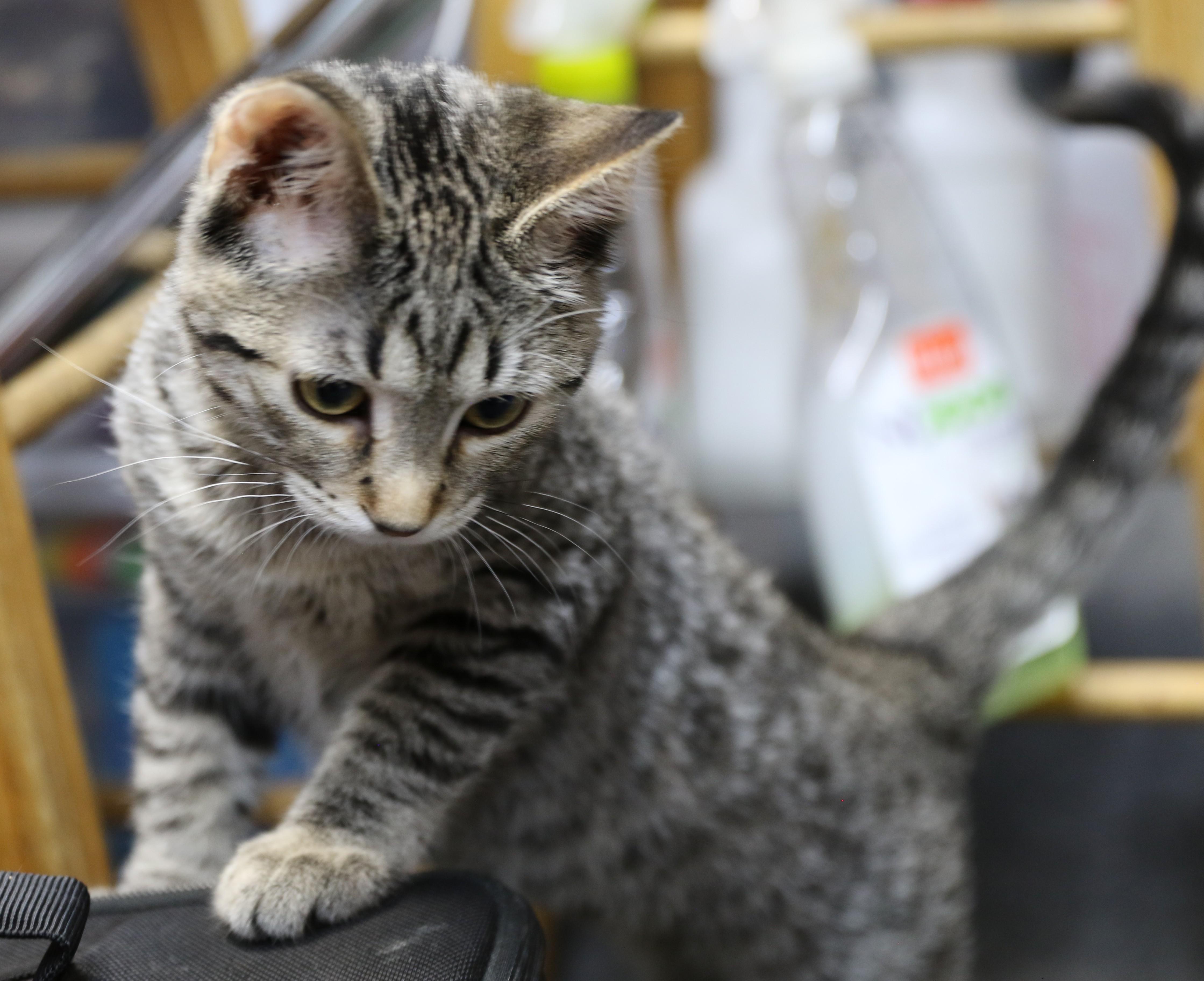 Shippo, a ADOPTABLE mixed breed in Cut Bank, MT image 5/5