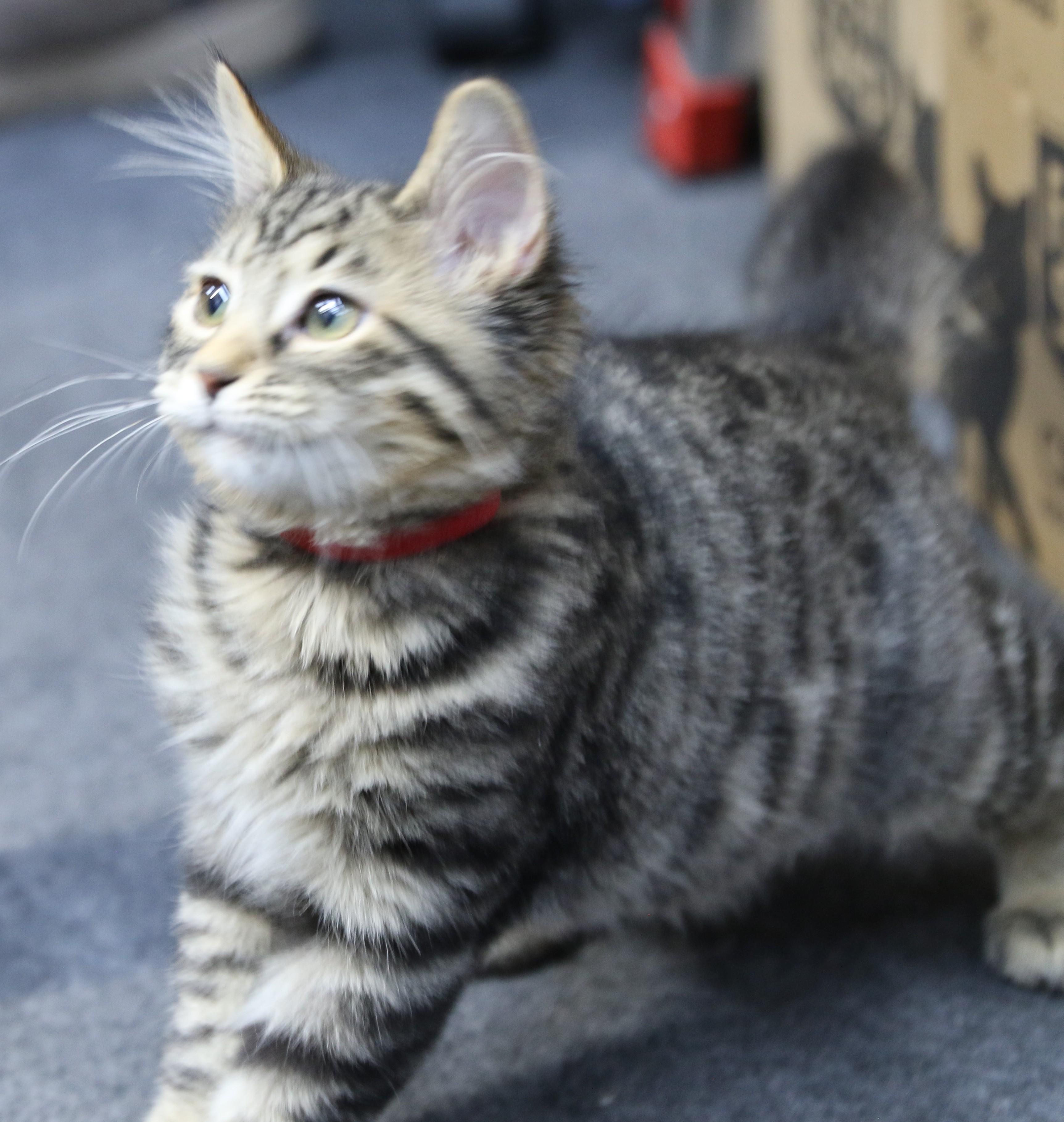 Shippo, a ADOPTABLE mixed breed in Cut Bank, MT image 2/5