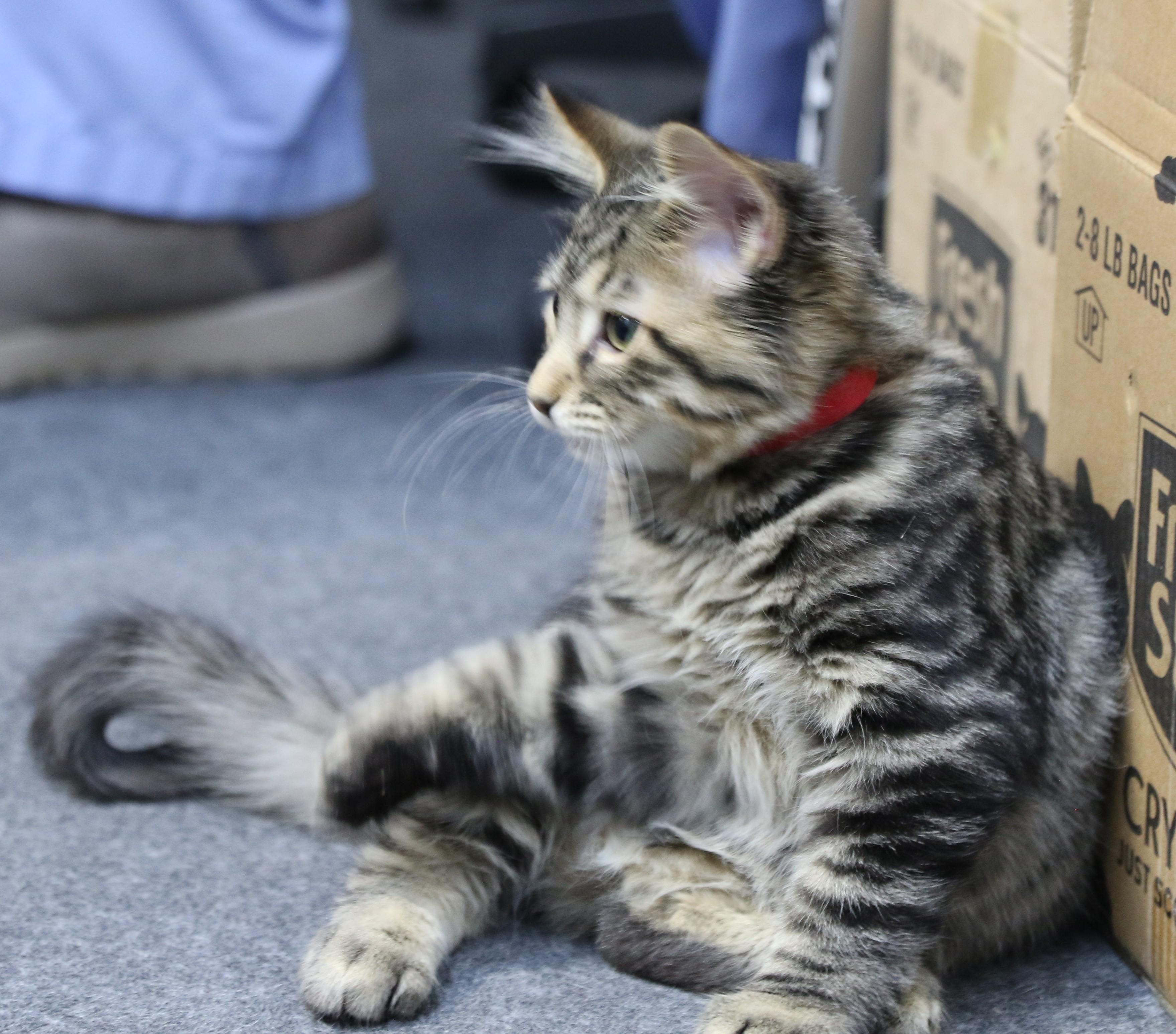 Shippo, a ADOPTABLE mixed breed in Cut Bank, MT image 4/5