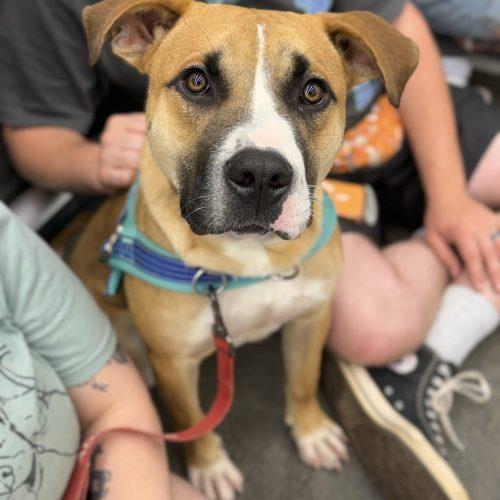 Enlarge Benji, a Adoptable mixed breed in Georgetown, KY image 1/5
