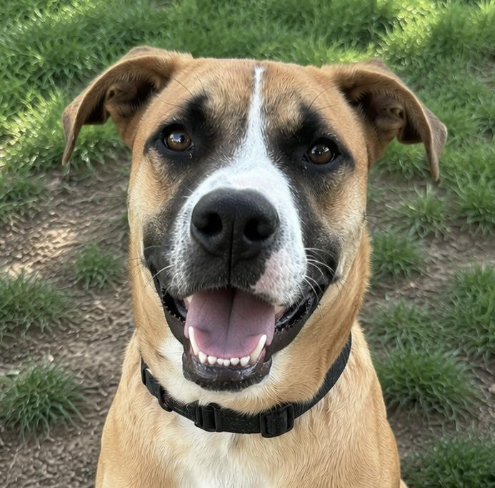Enlarge Benji, a Adoptable mixed breed in Georgetown, KY image 2/6