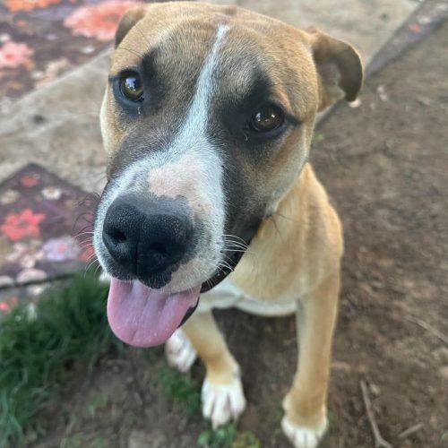 Enlarge Benji, a Adoptable mixed breed in Georgetown, KY image 2/5
