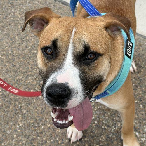 Enlarge Benji, a Adoptable mixed breed in Georgetown, KY image 3/5