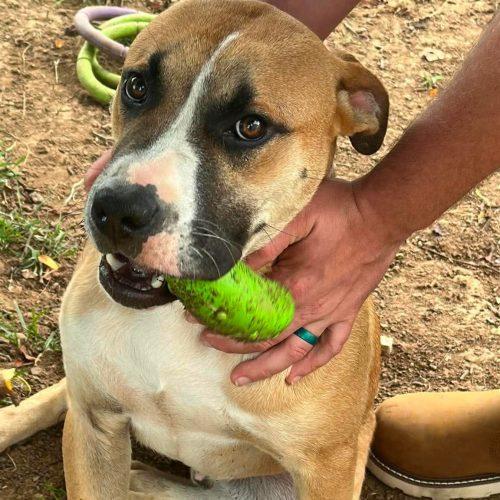 Enlarge Benji, a Adoptable mixed breed in Georgetown, KY image 4/5