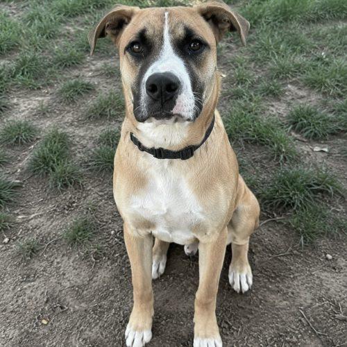 Enlarge Benji, a Adoptable mixed breed in Georgetown, KY image 5/5