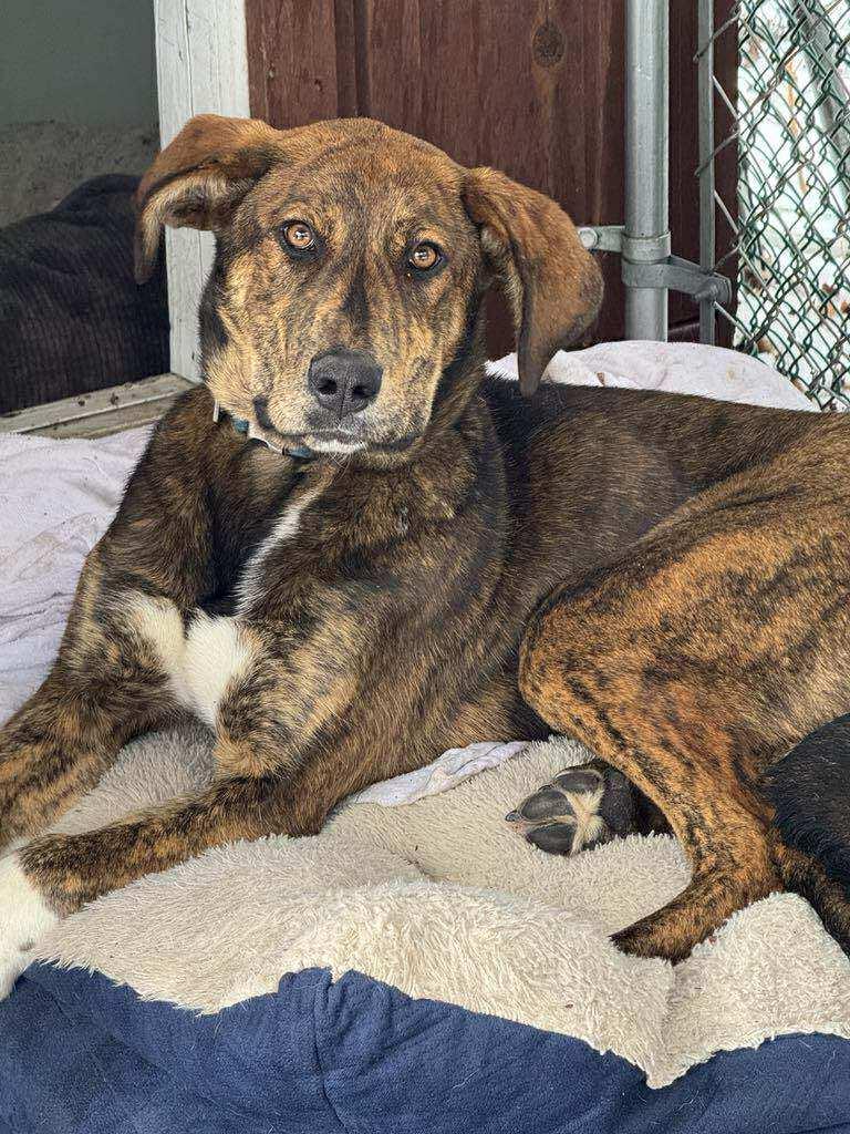 Brynn, Adoptable, Young Female Hound.