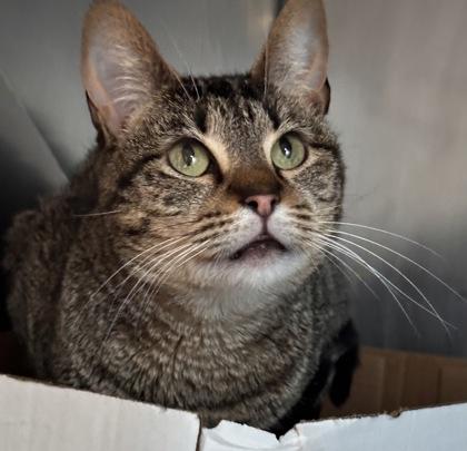 Chanel, Adoptable, Adult Female Domestic Short Hair & Domestic Short Hair.