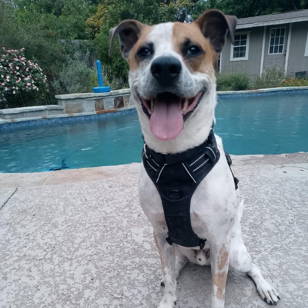 Enlarge Huey, a Adoptable mixed breed in Austin, TX image 1/5