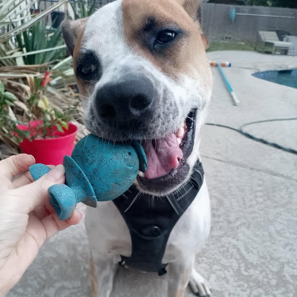 Enlarge Huey, a Adoptable mixed breed in Austin, TX image 2/5