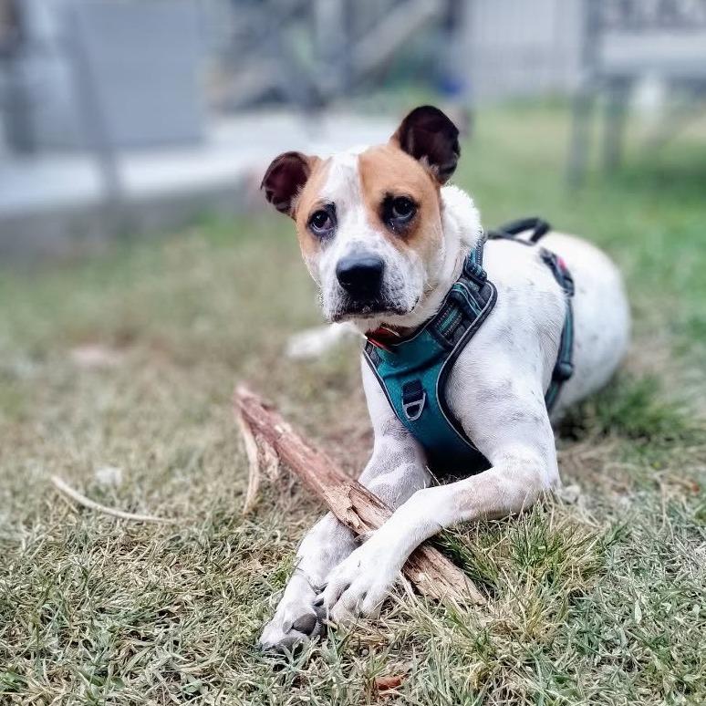 Enlarge Huey, a Adoptable mixed breed in Austin, TX image 2/5