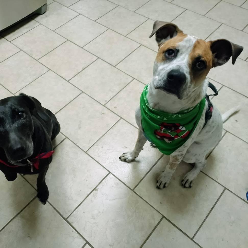 Enlarge Huey, a Adoptable mixed breed in Austin, TX image 3/5