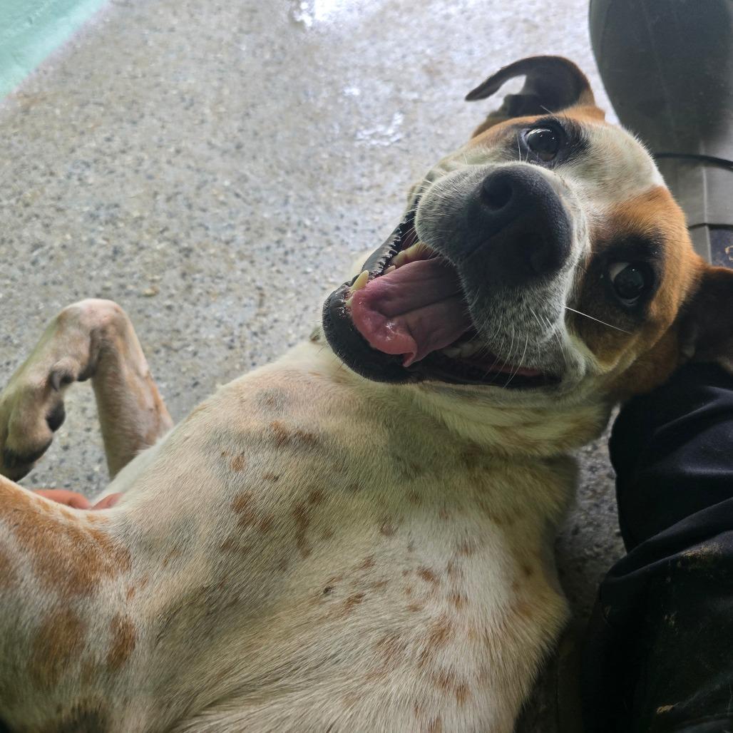 Enlarge Huey, a Adoptable mixed breed in Austin, TX image 4/5