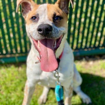 Enlarge Huey, a Adoptable mixed breed in Austin, TX image 5/5