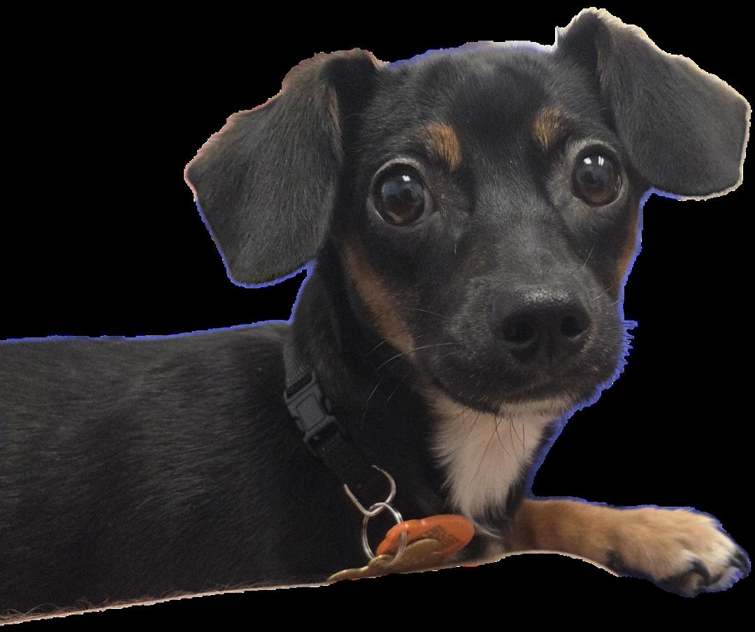 Enlarge Shorty, an adopted mixed breed in Englishtown, NJ image 5/5